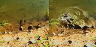 fish tried to catch bird video viral