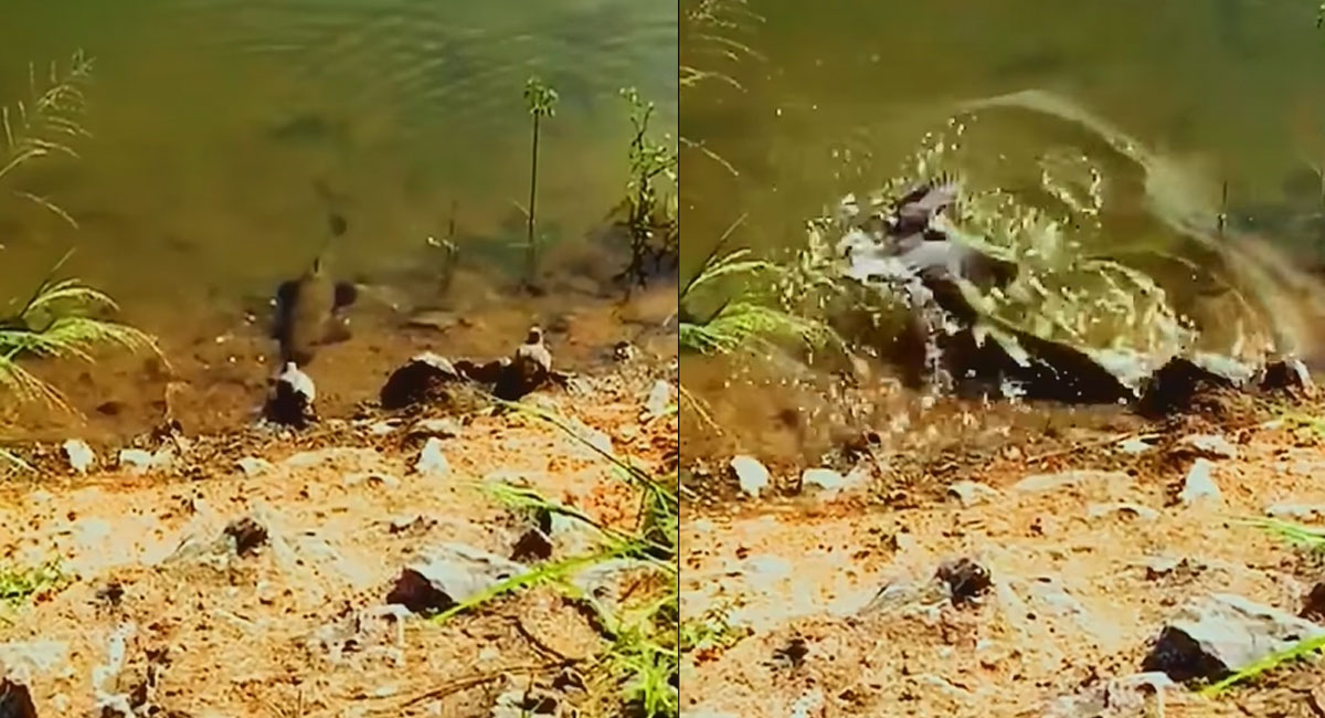 fish tried to catch bird video viral