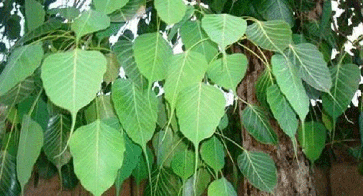 Vastu tips : మీ ఇంటి మీద రావి చెట్టు నీడ పడితే ఏమవుతుందో తెలుసా..? Do you know what will happen if Ravi tree on a tree on your house