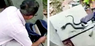 cobra snake found hiding inside school girl bag video viral