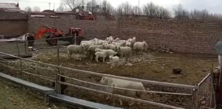 sheep attacks child video goes viral