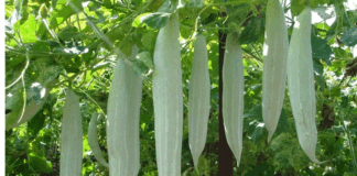 Health benefits of snake gourd