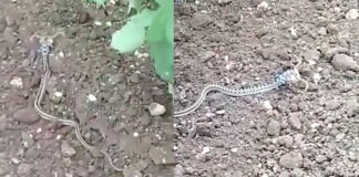 strange snake threatening video goes viral
