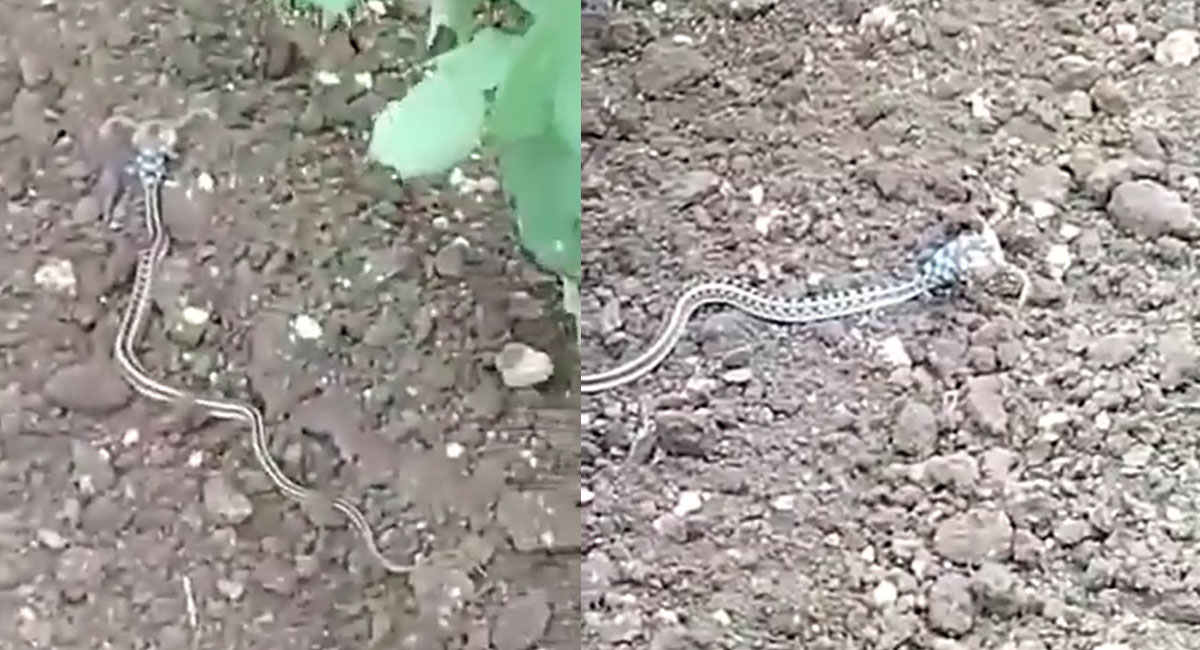strange snake threatening video goes viral