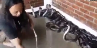 woman play with cobras video viral