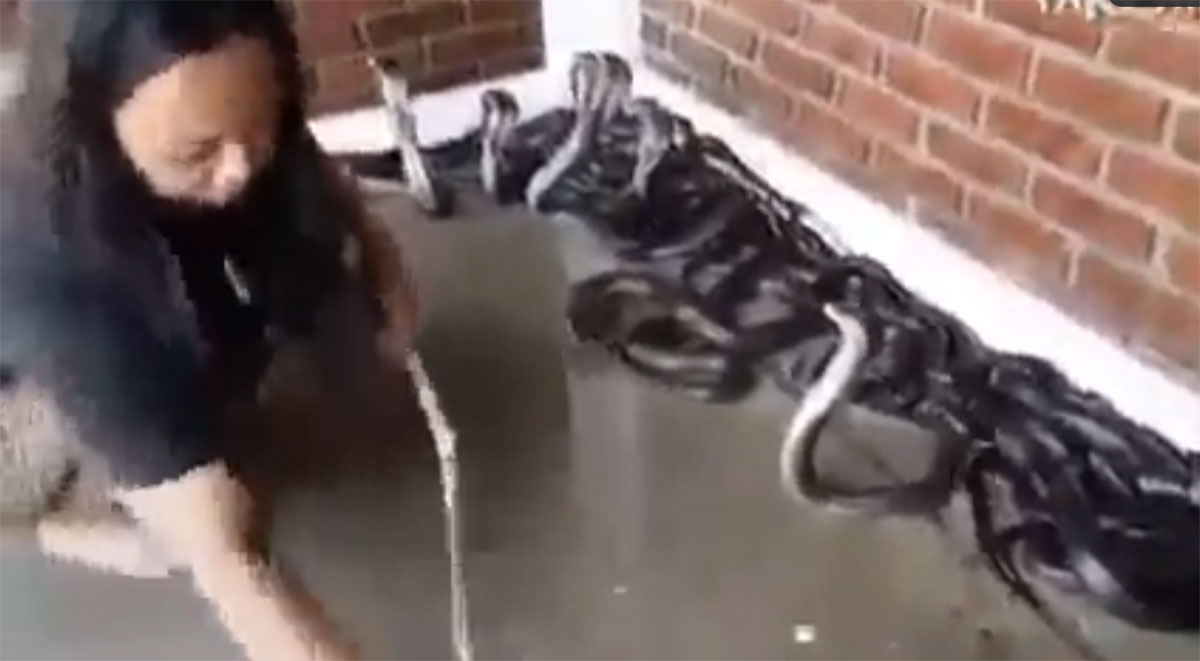 woman play with cobras video viral