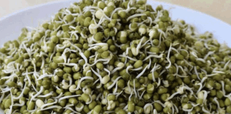 Eating these three types of sprouts means health for taste and health