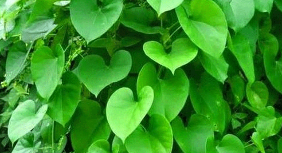 Uric Acid. : కీళ్ల నొప్పులు మిమ్మలను వెంటాడుతున్నాయా?.. అయితే ఆయుర్వేద మూలికలను ట్రై చేయండి. If joint pain is haunting you, try these Ayurvedic herbs