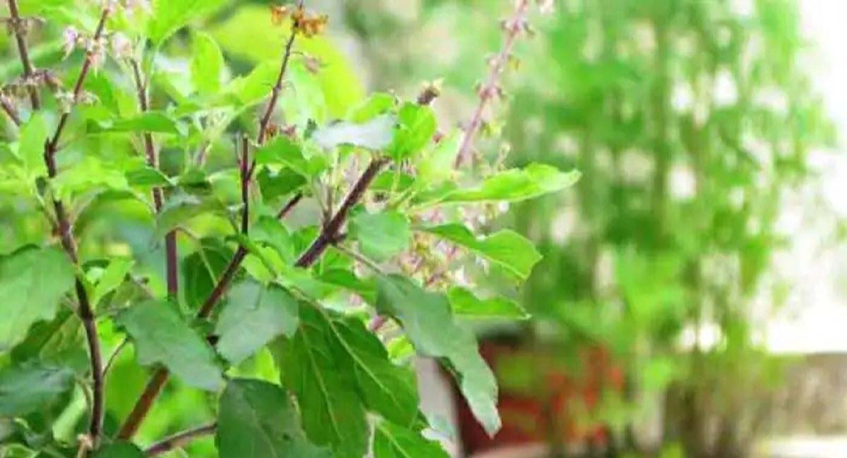 Astrology : వాస్తు నియమం ప్రకారం ఈ వస్తువులు మీ ఇంట్లో ఉంటే మీకు ధన ప్రాప్తి కచ్చితంగా. if these things are in your house, you will definitely have access to money
