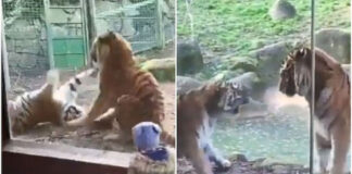 tiger disturbs tigress during her sleep video virall