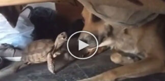 dog and turtle funny fight video goes viral