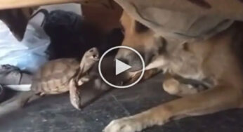 Viral Video : తాబేలు తలతో కుక్క ఆటలు.. రెండింటి మధ్య ఫన్నీ ఫైట్ వీడియో వైరల్