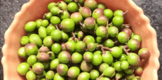 Eggplant that melts fat in your body and lowers blood sugar levels