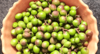 Health Benefits : మీ బాడీలో కొవ్వును కరిగించి రక్తంలో చక్కెర స్థాయిలను నియంత్రించే వాక్కాయ