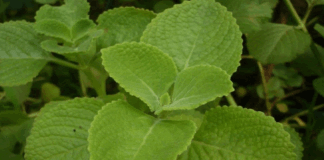 Can we check digestive problems with vamu leaves? That's how it is