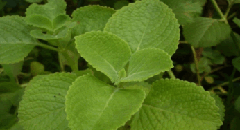 Health Benefits : వాము ఆకుల తో జీర్ణ సంబంధిత సమస్యలకు చెక్ పెట్టవచ్చా.? అది ఎలాగంటే.