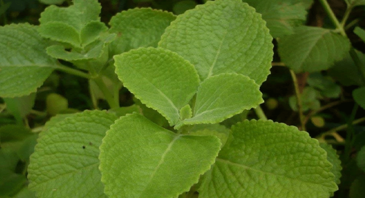 Health Benefits : వాము ఆకుల తో జీర్ణ సంబంధిత సమస్యలకు చెక్ పెట్టవచ్చా.? అది ఎలాగంటే. Can we check digestive problems with vamu leaves? That's how it is