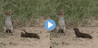Oscar award is also less for this Mongoose performance video viral