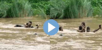 young girl from Vizianagaram crossed a flooded river to write an exam