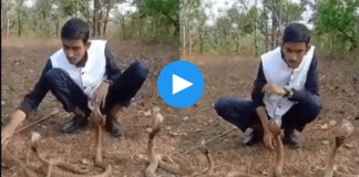 man playing with three cobras gone wrong viral video