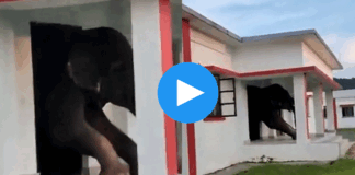 elephant was trying to get out of the house video viral