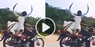 bull carried on bike video viral
