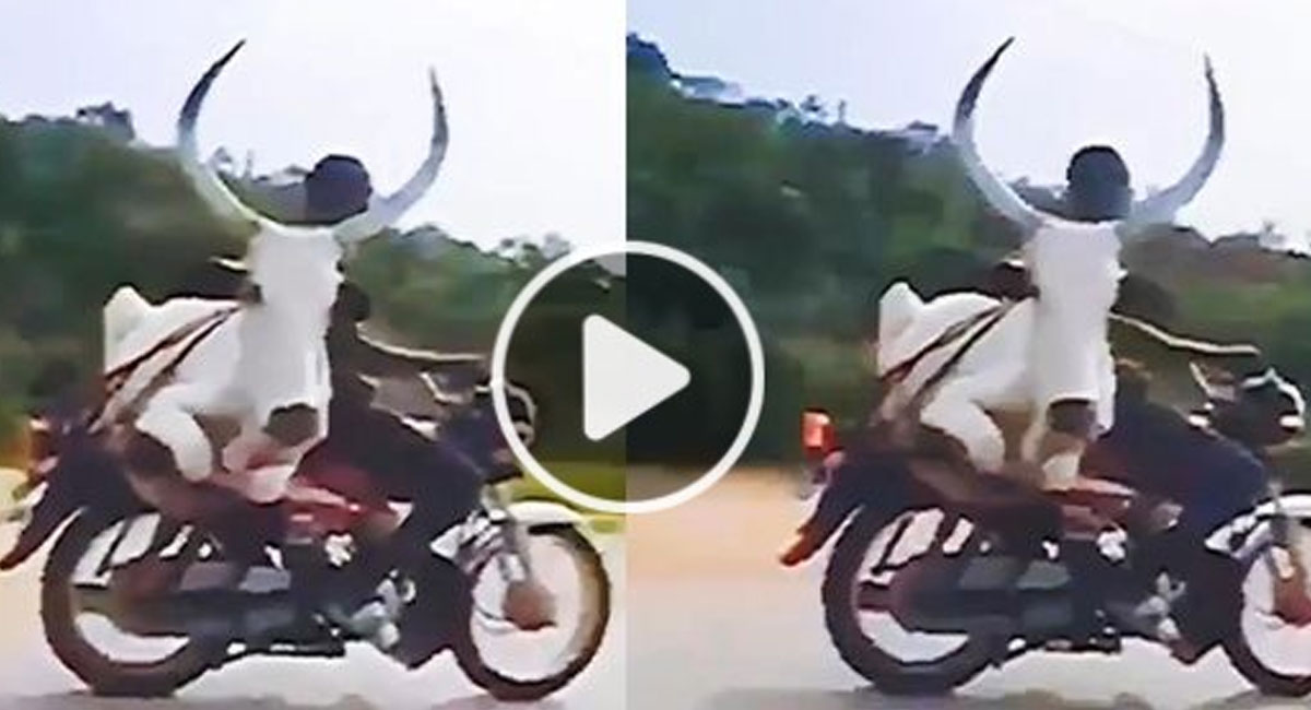 bull carried on bike video viral