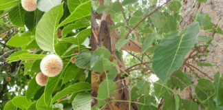 The gods reside in such plants and worshiping these trees is definitely beneficial