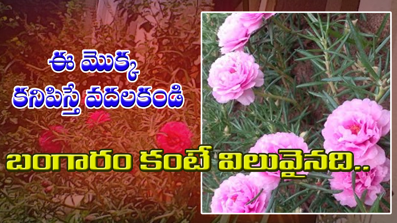 Gaddi Gulabi Health Benefits