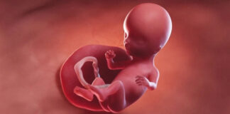 Embryo growth in the lab without work with the mother