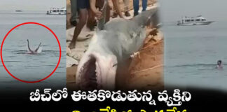 Tiger Shark attack a man in beach video