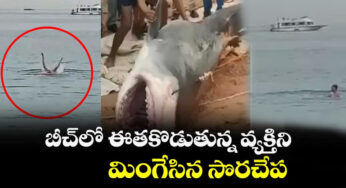 viral video-సముద్రంలో ఈత కొడుతున్న కుర్రాడిని లాక్కెళ్లిన సొర చేప .. తరువాత ఊహించని ట్విస్ట్ ..