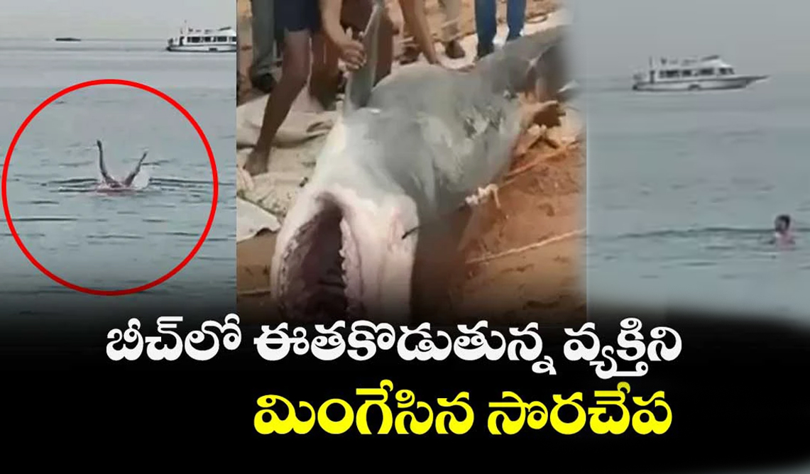 Tiger Shark attack a man in beach video