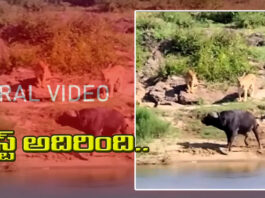 viral video-Angry Buffalo attack Lions
