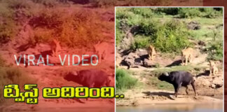 viral video-Angry Buffalo attack Lions