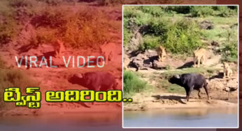 viral video-చుట్టూ పది సింహాలు, మధ్యలో ఒక అడవి దున్న .. చివర్లో ట్విస్ట్ అదిరింది ..!!