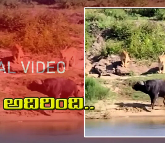 viral video-Angry Buffalo attack Lions