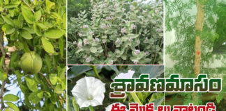 sravana masam special