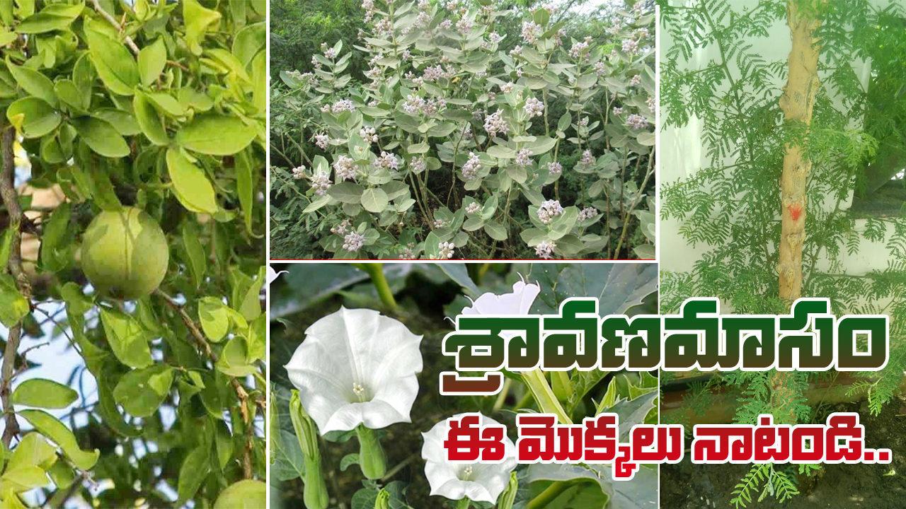 sravana masam special
