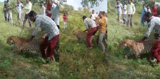 madhya-pradesh-sick-leopard-video-viral