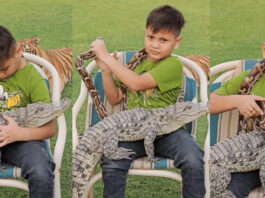 see-how-he-is-playing-with-wild-animals-viral-video