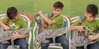 see-how-he-is-playing-with-wild-animals-viral-video