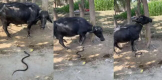 the-owner-who-forgot-humanity-risked-the-buffalos-life-for-the-video