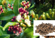 earning-in-lakhs-with-cultivation-of-cloves-see-for-yourself-how