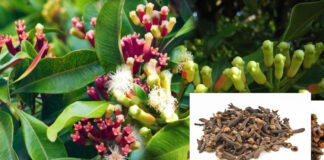 earning-in-lakhs-with-cultivation-of-cloves-see-for-yourself-how