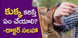 precautions-to-be-taken-when-bitten-by-a-dog-doctors-advice