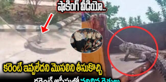 farmers-brought-a-crocodile-and-left-it-in-the-electricity-office-due-to-lack-of-electricity-shocking-video