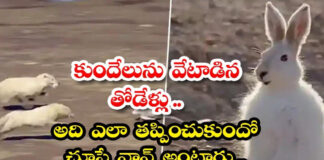 wolves-strategy-turned-rabbit-watch-the-video-and-you-will-be-surprised