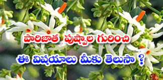 secrets-hidden-in-parijata-flowers