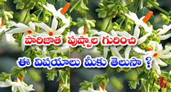 Parijat Plant Benefits : పారిజాత పుష్పాల లో దాగిన రహస్యాలు …? పూజకే కాదు ఆరోగ్యానికి కూడా ఎంతో మంచిది…